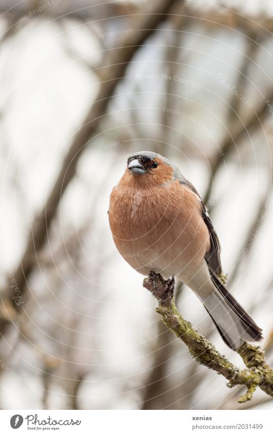 Buchfink sitzt auf einem Ast Baum Vogel Tier hocken Blick sitzen orange rot schwarz weiß ruhig Feder Knopfauge Schwache Tiefenschärfe Tierporträt