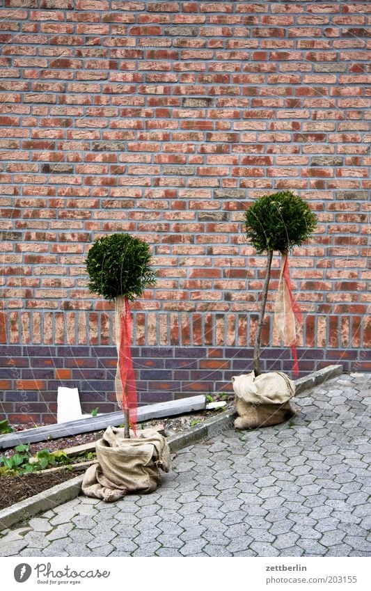 Frisch aus der Baumschule Garten Vorgarten Gartenbau Pflanze Setzling Baumschössling Buchsbaum 2 paarweise Partnerschaft Verbundenheit Pflastersteine