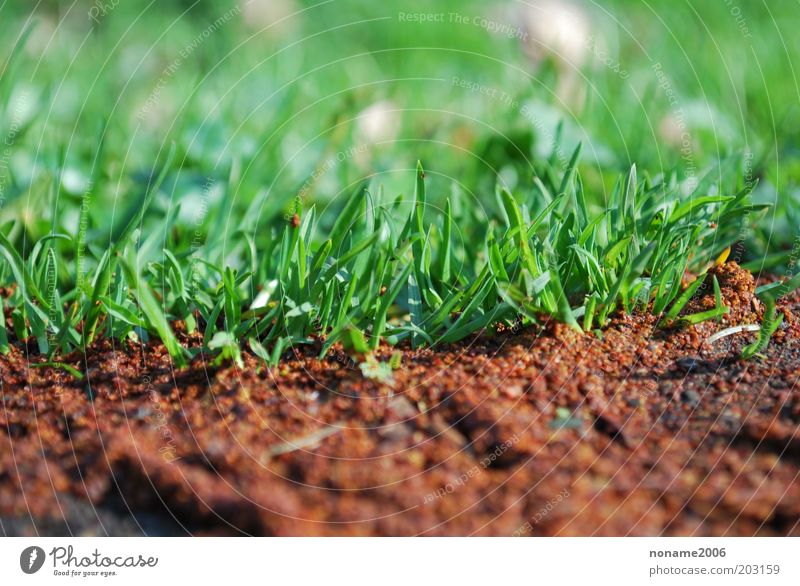 Grünes Gras auf der Parkallee Umwelt Natur Pflanze Urelemente Erde Frühling Sommer Schönes Wetter Gefühle Stimmung Farbfoto mehrfarbig Außenaufnahme Nahaufnahme