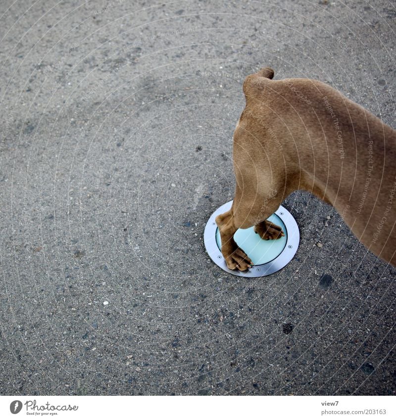 Tierteil Hund 1 Stein Beton Glas stehen außergewöhnlich dünn muskulös oben Weimaraner Beine Lampe Farbfoto Gedeckte Farben Außenaufnahme Experiment Menschenleer