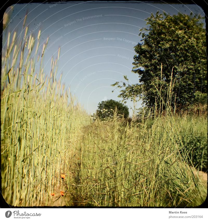 Sommertag Natur Landschaft Wolkenloser Himmel Baum Wiese Feld heiß trocken Wege & Pfade Kamerawurf Wärme Ferien & Urlaub & Reisen Farbfoto Experiment