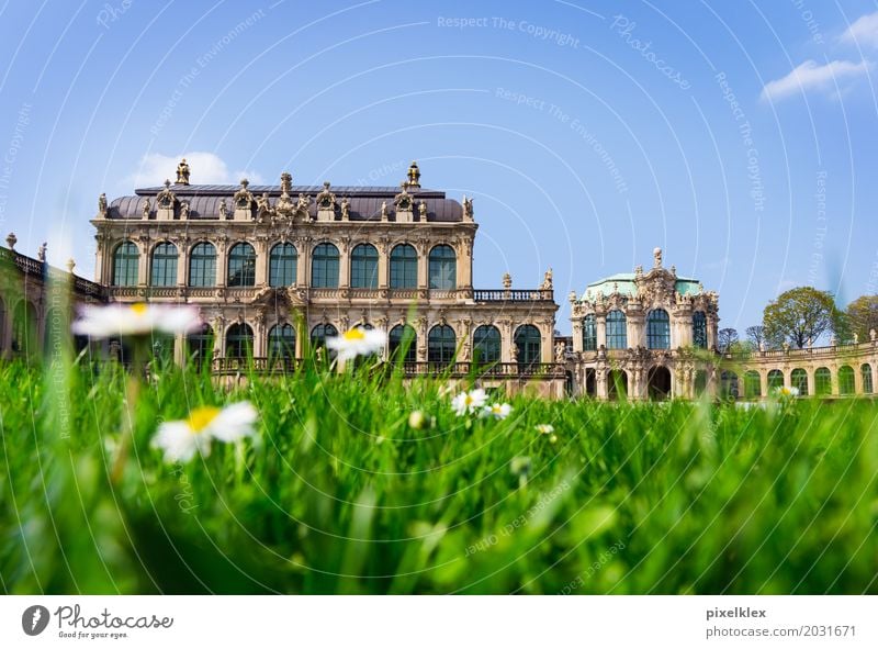 Dresdner Zwinger Ferien & Urlaub & Reisen Tourismus Sightseeing Städtereise Sommer Kunst Museum Architektur Kultur Blume Gras Gänseblümchen Garten Park Wiese