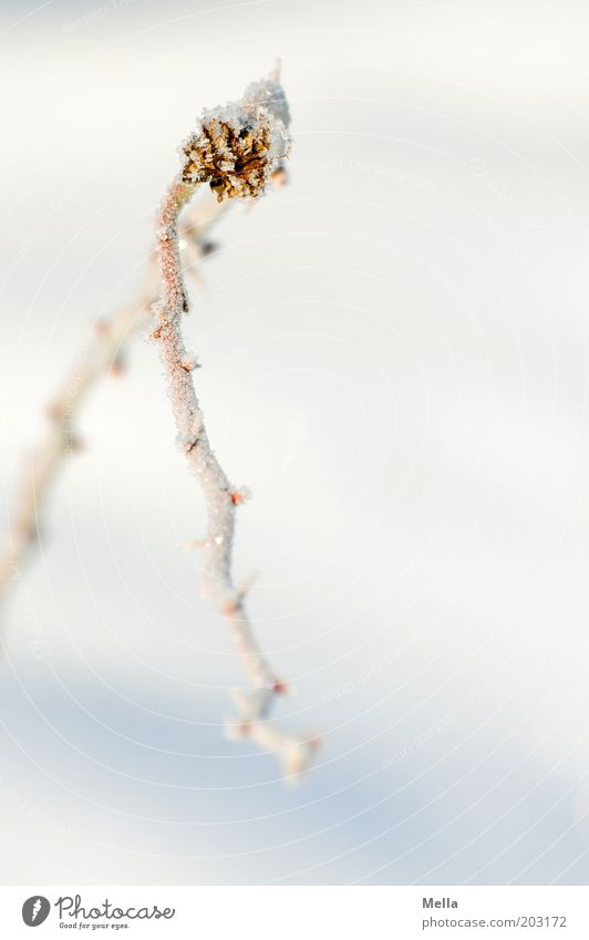 Ich hab da noch .... Umwelt Natur Pflanze Winter Klima Eis Frost Schnee Ast einfach hell kalt natürlich weiß Raureif gefroren Biegung Bogen gekrümmt Farbfoto