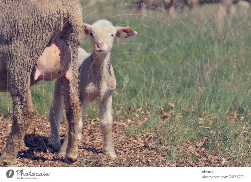 meine! Nutztier Tiergesicht Fell Schaf Lamm Euter Tierjunges Milchbar lammfromm Mutter Mutter mit Kind beobachten Kommunizieren stehen niedlich Lebensfreude