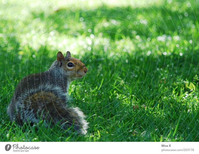 Squirrel at St. James Park Garten Gras Wiese Tier Wildtier 1 Tierjunges kuschlig wild Neugier Eichhörnchen Zoo Schüchternheit sanft Farbfoto Außenaufnahme