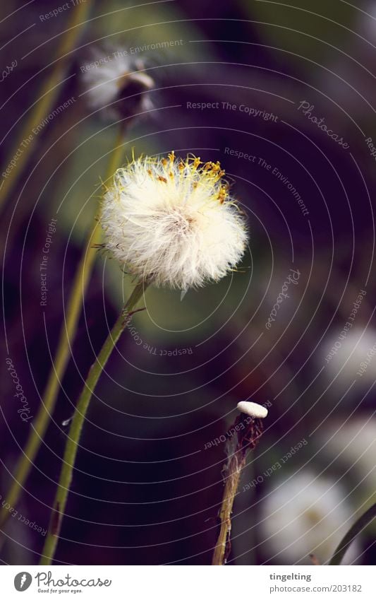 wuschelblume Natur Pflanze Blüte Wildpflanze Blühend verblüht kuschlig lang nah natürlich wild weich braun gelb grün weiß Löwenzahn Stengel Farbfoto