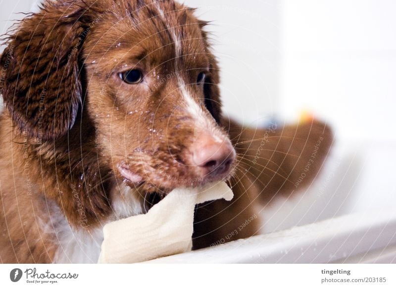 ...und jetzt ein Peeling, bitte! Schwimmen & Baden Tier Haustier Hund 1 Reinigen nass Sauberkeit braun rot weiß Badewanne Fell Schnauze Farbfoto Innenaufnahme