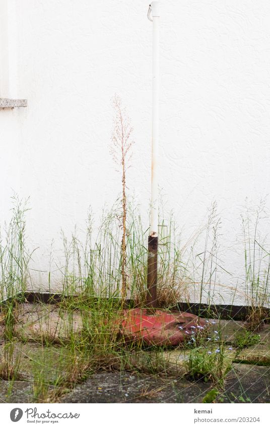 Balkon Wilderness Natur Pflanze Frühling Sommer Gras Grünpflanze Wildpflanze Garten Haus Mauer Wand Fassade Terrasse Bodenplatten Ständer Sonnenschirmständer