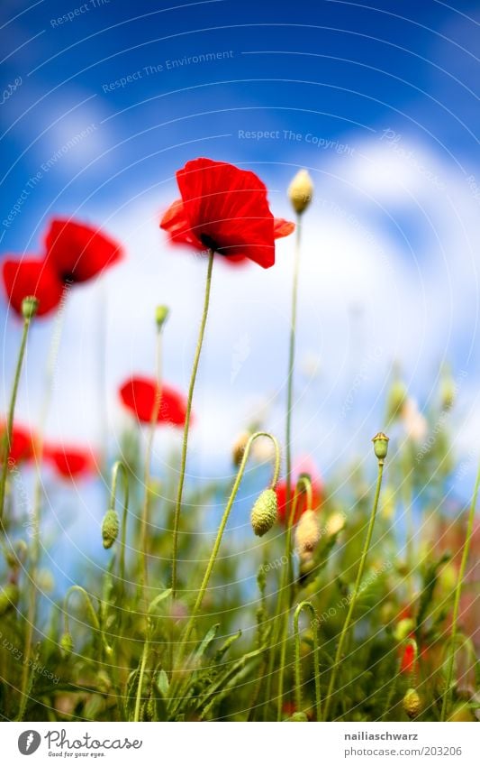 Mohnblumen Umwelt Natur Pflanze Himmel Wolken Sonnenlicht Frühling Sommer Schönes Wetter Gras Blüte Grünpflanze Wildpflanze Mohnblüte Mohnfeld Wiese Feld