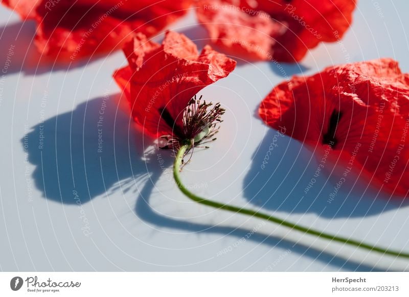 Kaputt Pflanze Blume Blüte Mohn Blütenblatt alt rot schwarz weiß schön Vergänglichkeit zart verblüht kaputt Stengel Farbfoto Außenaufnahme Nahaufnahme