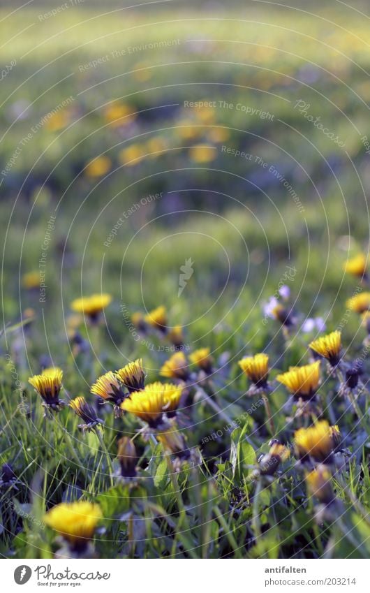 Löwenzahn Natur Pflanze Frühling Sommer Schönes Wetter Blume Gras Blüte Park Wiese Duft Wachstum frisch Unendlichkeit schön gelb grün Frühlingsgefühle