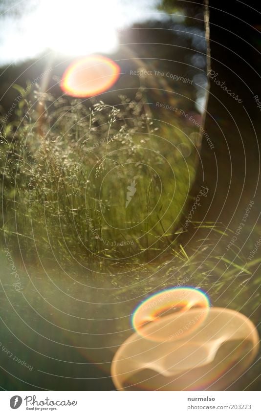 Sonntags im Vorgarten Garten Umwelt Natur Pflanze Sonne Sonnenlicht Sommer Klima Schönes Wetter Baum Gras Park glänzend Wärme nachhaltig Blendenfleck Baumstamm