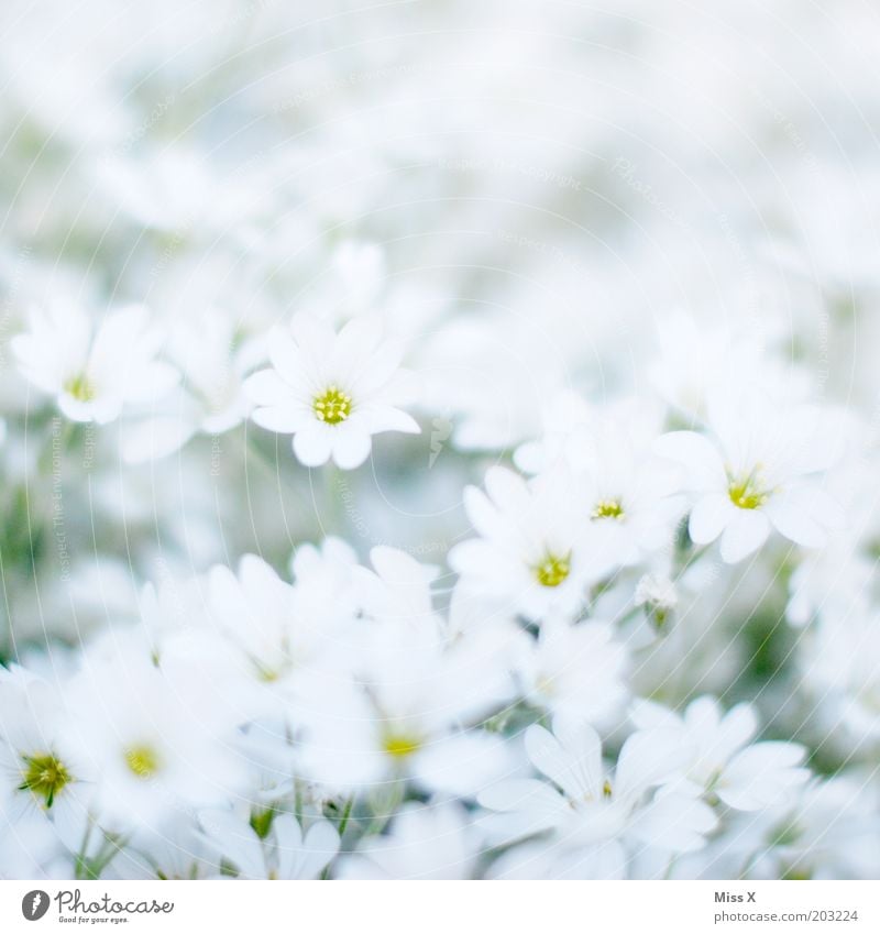 Bettsacherla Garten Pflanze Frühling Blume Blüte Wiese Blühend Duft hell weiß Reinheit rein Farbfoto Gedeckte Farben Außenaufnahme Nahaufnahme Muster