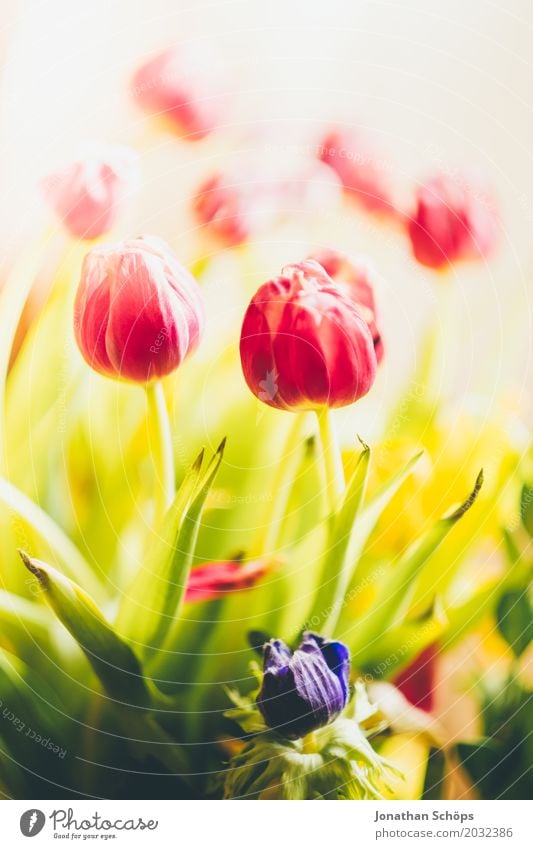 Tulpenstrauß I Sommer Garten Frühling Blume Blatt Blüte Wiese Blumenstrauß Liebe Wachstum grün violett rosa rot Geschenk Thüringen Vor hellem Hintergrund