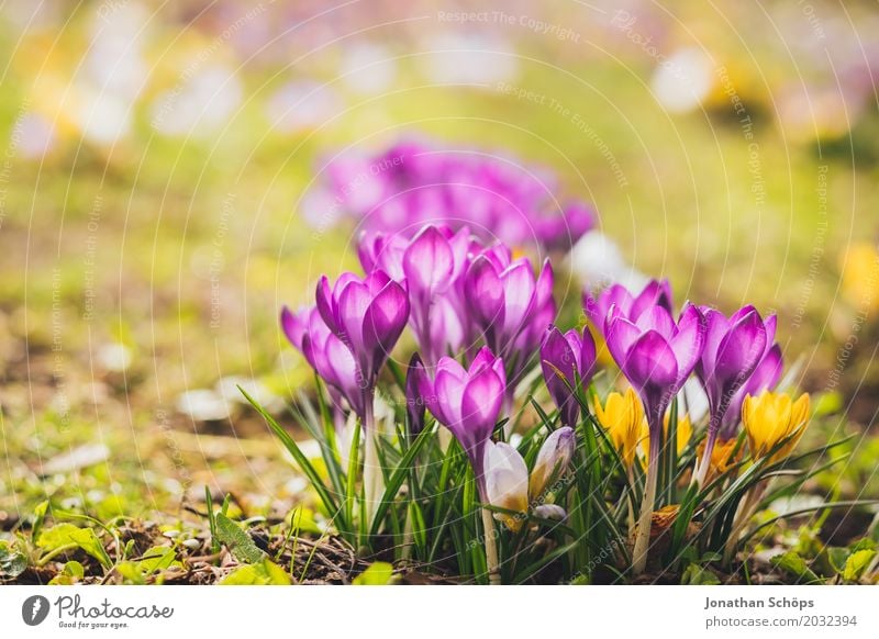 Frühlingswiese XIV Erholung Sommer Garten Blume Blüte Wiese Wachstum klein gelb violett rosa Erfurt Klein Venedig Klein-Venedig Erfurt Thüringen Krokusse