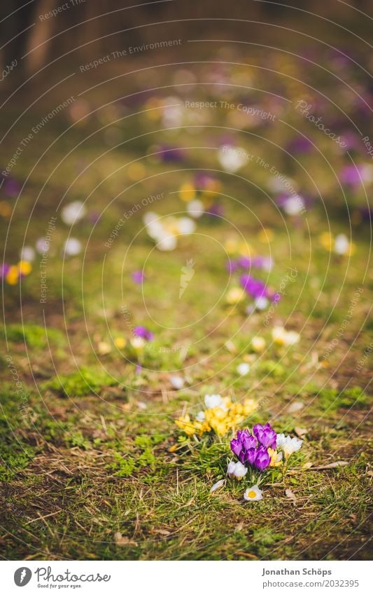 Frühlingswiese IV Erholung Sommer Garten Blume Blüte Park Wiese Wachstum klein gelb violett rosa Erfurt Grünfläche Klein Venedig Klein-Venedig Erfurt Thüringen