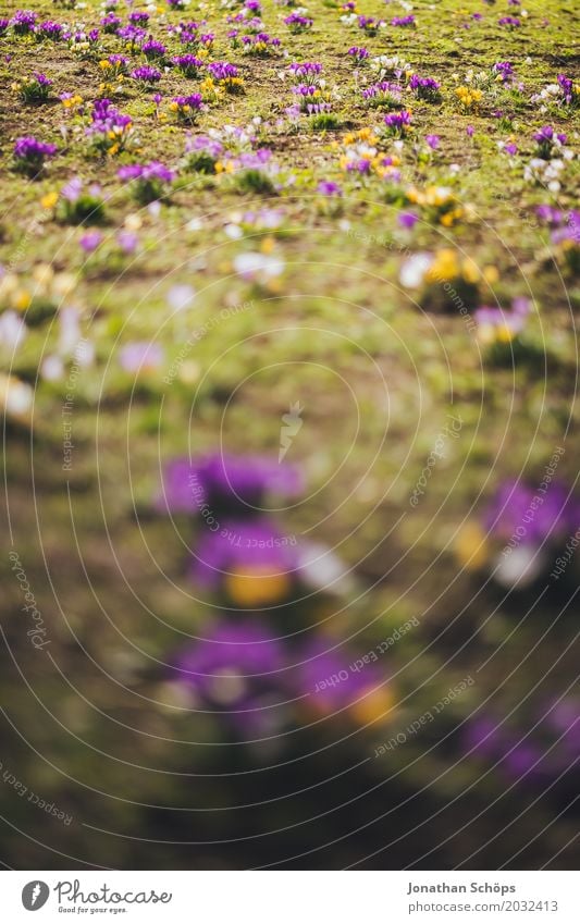 Frühlingswiese I Erholung Sommer Garten Blume Blüte Wiese Wachstum gelb violett rosa Zufriedenheit Lebensfreude Frühlingsgefühle Erfurt Klein Venedig