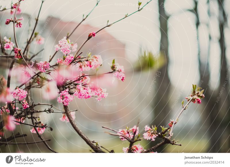 rosa Sommer Garten Frühling Blume Blüte Park Wiese Wachstum klein Erfurt Grünfläche Klein Venedig Klein-Venedig Erfurt Thüringen bühend mehrfarbig Außenaufnahme