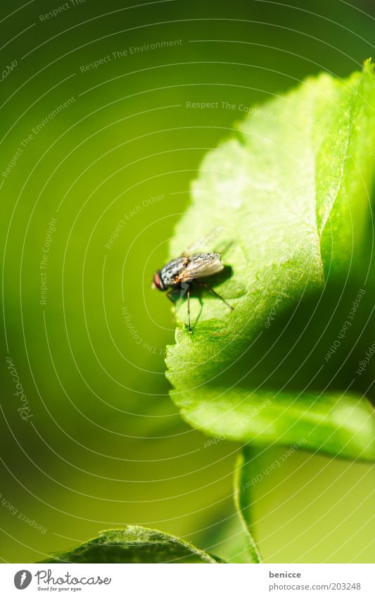 I believe I can FLY Fliege Insekt Blatt Nahaufnahme Flügel grün Natur sitzen Makroaufnahme Pflanze Außenaufnahme