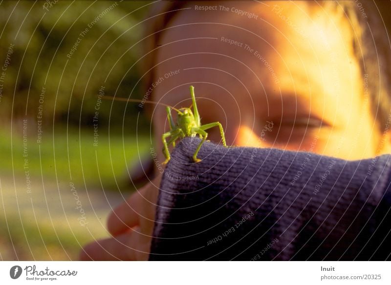 Junger Hüpfer Grünes Heupferd Kind Heuschrecke Blick Auge Umweltpädagogik