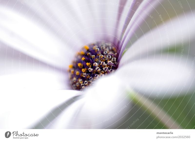 Frühlingsfrisch Umwelt Natur Pflanze Sommer Blume Duft dünn authentisch nah natürlich weich weiß Farbfoto mehrfarbig Außenaufnahme Nahaufnahme Detailaufnahme