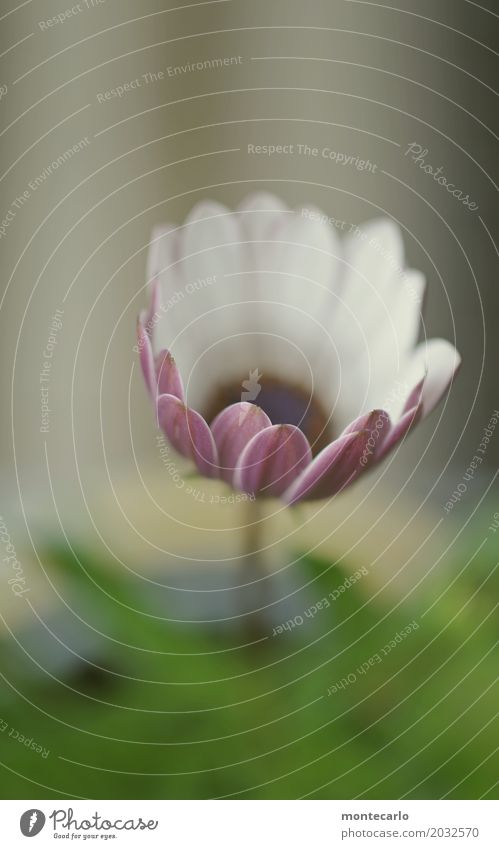 Kann los gehen ... Umwelt Natur Pflanze Frühling Blume Gras Blatt Grünpflanze Wildpflanze Topfpflanze dünn authentisch einfach frisch schön einzigartig klein