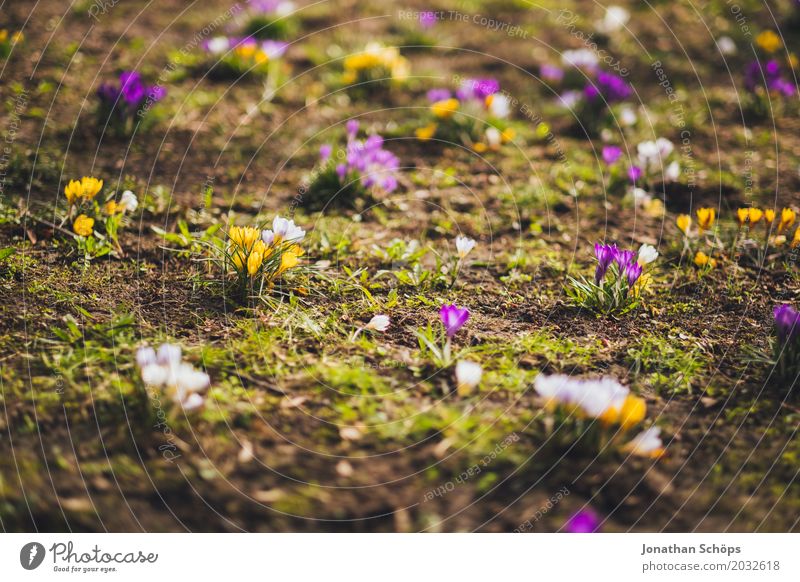 Frühlingswiese II Erholung Sommer Garten Blume Blüte Park Wiese Wachstum gelb violett rosa Freude Fröhlichkeit Zufriedenheit Lebensfreude Frühlingsgefühle