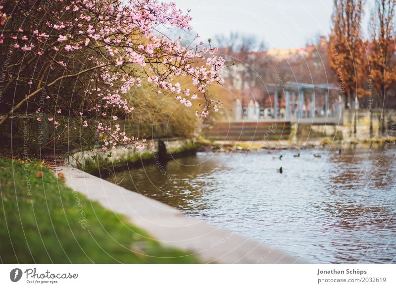 Klein-Venedig Erfurt Erholung Sommer Garten Wasser Frühling Blume Blüte Park Wiese Fluss Brücke Wachstum klein rosa Ente Grünfläche Klein Venedig Thüringen