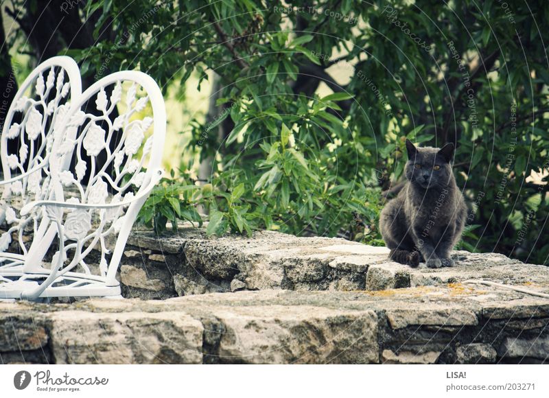 pume Natur Pflanze Tier Sommer Baum Haustier Katze Fell 1 braun grau grün schwarz weiß Stuhl sitzen beobachten Wachsamkeit Ohr Farbfoto mehrfarbig Außenaufnahme