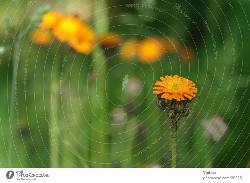 Habichtskraut Natur Pflanze Blume Blüte Wildpflanze frisch Wolliges Habichtskraut Orange Farbfoto Wiese Blühend Menschenleer