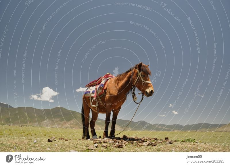 Loneliness Reiten Reitsport Umwelt Landschaft Himmel Wolkenloser Himmel Berge u. Gebirge Tier Pferd 1 stehen warten Gelassenheit geduldig ruhig Natur Farbfoto