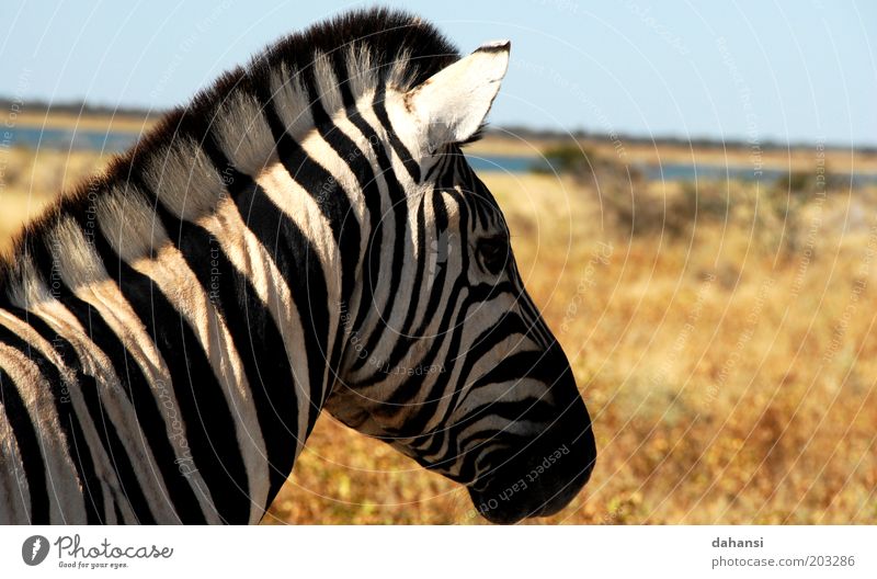 Black & White Ausflug Safari Expedition Jagd Natur Landschaft Wärme Dürre Savanne Tier Wildtier Tiergesicht Fell Zebra 1 warten schwarz weiß ruhig