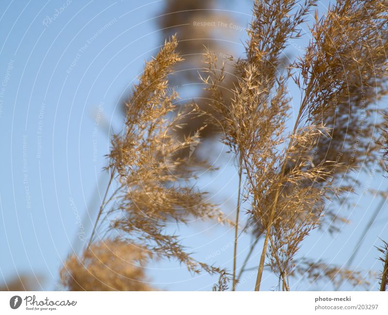 vom winde verw..... Sommer Strand Natur Himmel Schönes Wetter Pflanze Gras Küste Bewegung verblüht dünn hell Spitze trocken Wärme weich blau braun gelb