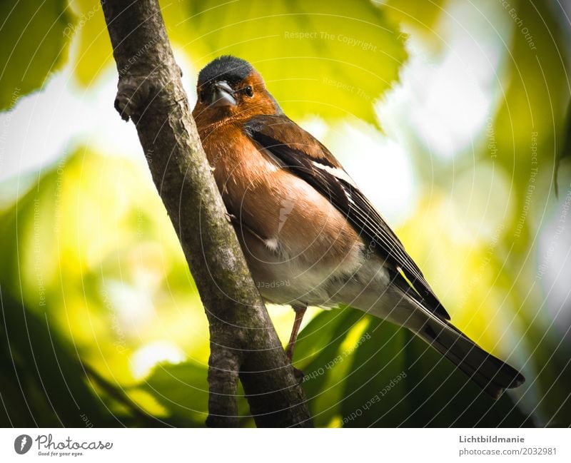 Herr Buchfink Ausflug Freiheit Garten Umwelt Natur Pflanze Tier Baum Blatt Buche Buchenwald Buchenblatt Wald Wildtier Vogel Flügel Krallen Fink heimisch 1