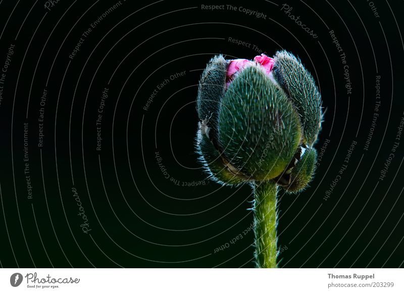 Rosa Mohn Pflanze Blume Blüte Wildpflanze Mohnblüte Mohnkapsel neu schön grün rosa schwarz Farbfoto mehrfarbig Außenaufnahme Nahaufnahme Detailaufnahme