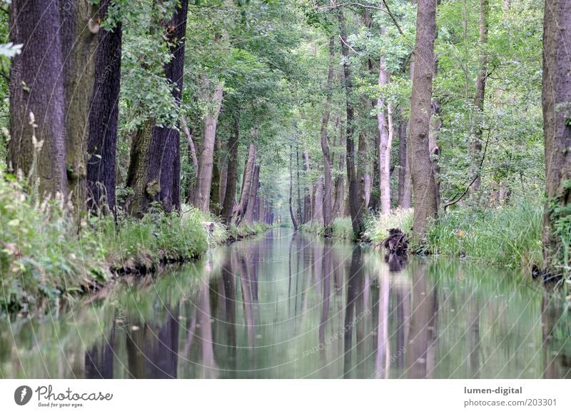 Spreewald ruhig Natur Wald Flussufer Idylle Umwelt Naturschutzgebiet Traumwelt Reflexion & Spiegelung Spiegelbild Lübbenau Farbfoto Außenaufnahme Menschenleer