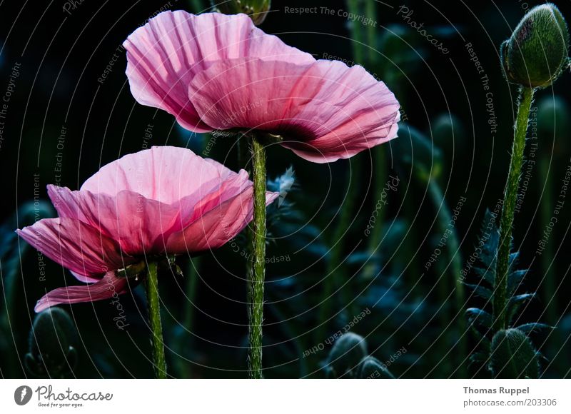 Und noch mal Mohn Pflanze Blume Blüte Grünpflanze Mohnblüte Mohnfeld Mohnkapsel schön grün rosa schwarz Farbfoto mehrfarbig Außenaufnahme Nahaufnahme