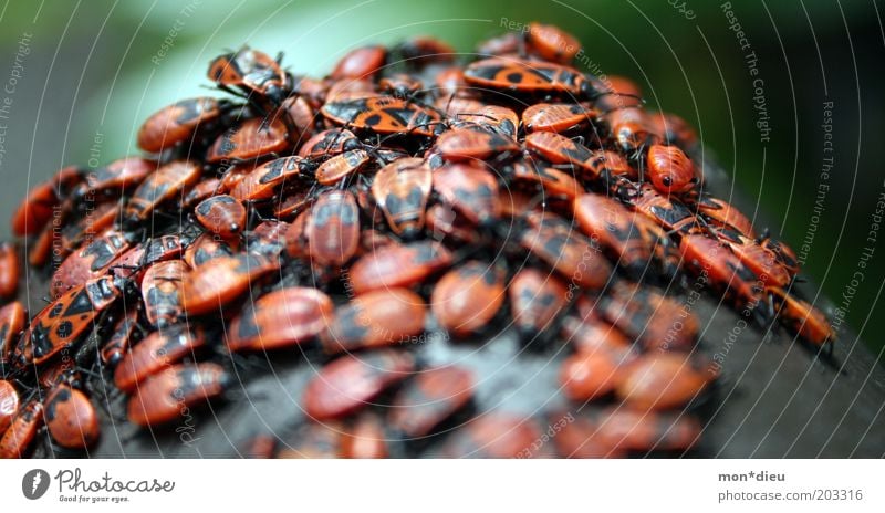 Wanzentreff Tier Käfer Feuerwanze Tiergruppe Schwarm Bewegung krabbeln ästhetisch bedrohlich Ekel frech frei Zusammensein Unendlichkeit gruselig nah rebellisch