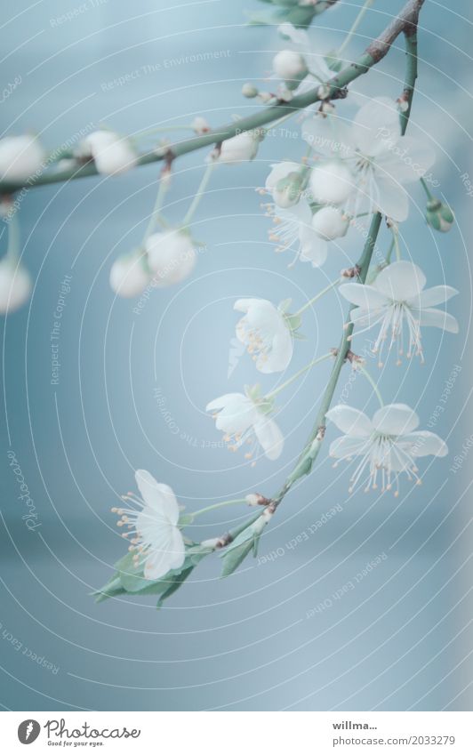 Kirschblüten Zweig Frühling Blüte Blütenzweig Blühend hell-blau zart