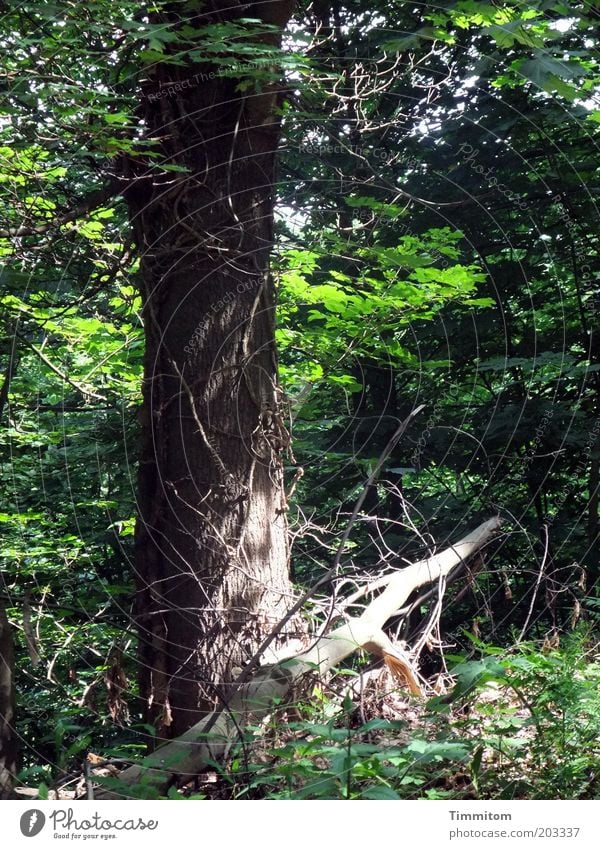 Ein Sonnenstrahl! ruhig Umwelt Natur Pflanze Frühling Schönes Wetter Baum Wald grün standhaft Farbfoto Außenaufnahme Menschenleer Tag Schatten Sonnenlicht