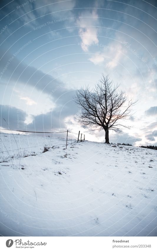 heiss draussen Umwelt Natur Pflanze Himmel Wolken Winter Klima Schönes Wetter Eis Frost Schnee Baum kalt Traurigkeit Einsamkeit Hügel Zaun trist Trauer