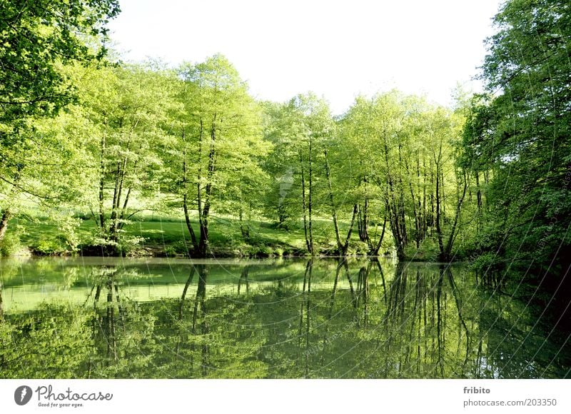 Am See Garten Umwelt Natur Landschaft Luft Wasser Himmel Sonnenlicht Sommer Wetter Schönes Wetter Pflanze Baum Sträucher Grünpflanze Park Wald Gefühle Stimmung