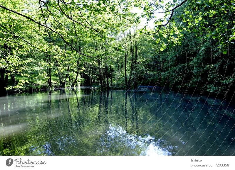 Spiegelung im See Umwelt Natur Landschaft Pflanze Luft Wasser Sonnenlicht Sommer Klima Wetter Schönes Wetter Baum Sträucher Grünpflanze Wald Seeufer Insel Teich