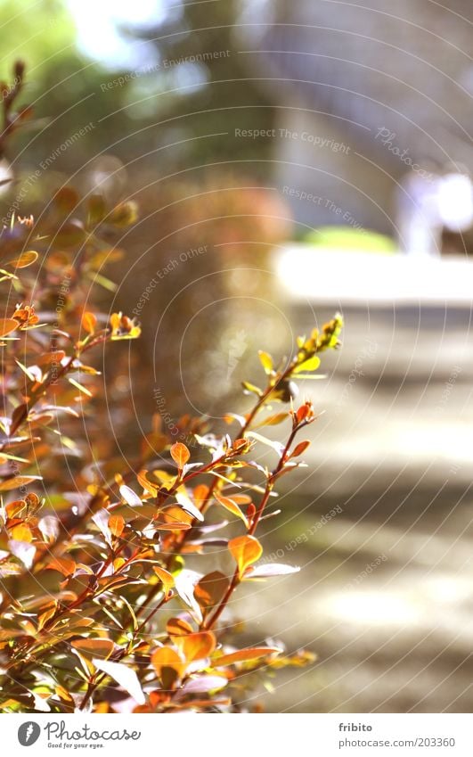 Die Hecke Umwelt Natur Pflanze Sonnenlicht Wärme Sträucher Blatt Grünpflanze Garten Park Menschenleer Farbfoto Außenaufnahme Tag Licht Schatten Kontrast