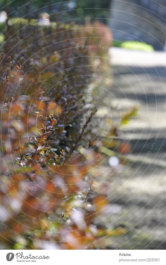 Der Weg Umwelt Natur Pflanze Sonnenlicht Sommer Sträucher Blatt Grünpflanze Garten Park grau grün rot Farbfoto Gedeckte Farben Außenaufnahme Menschenleer Tag