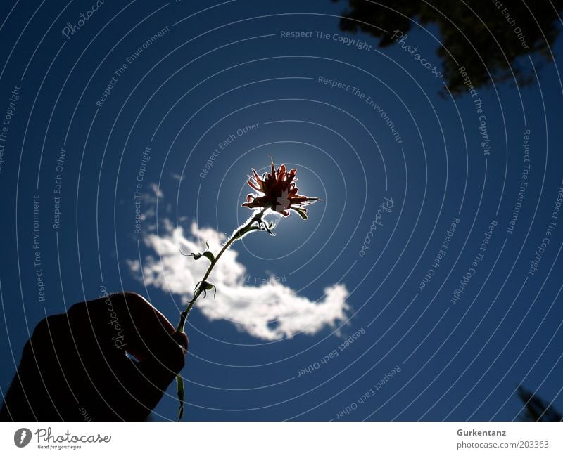 Indian Paintbrush Hand Finger Natur Pflanze Himmel Wolken Sonne Sonnenlicht Schönes Wetter Blume Blüte exotisch Blühend leuchten schön blau rot weiß Romantik