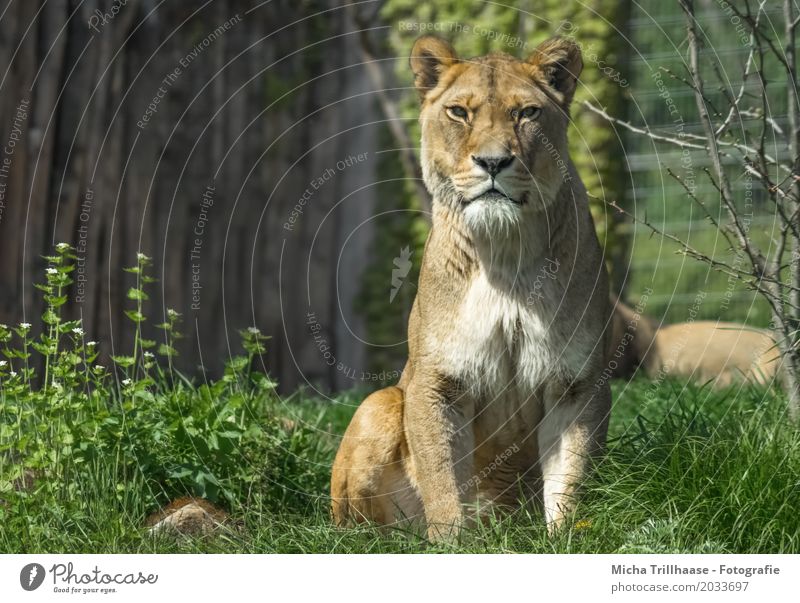 Im Blick der Löwin Umwelt Natur Tier Sonne Sonnenlicht Schönes Wetter Pflanze Blume Gras Wildtier Tiergesicht Fell Löwe 1 beobachten ästhetisch elegant groß nah