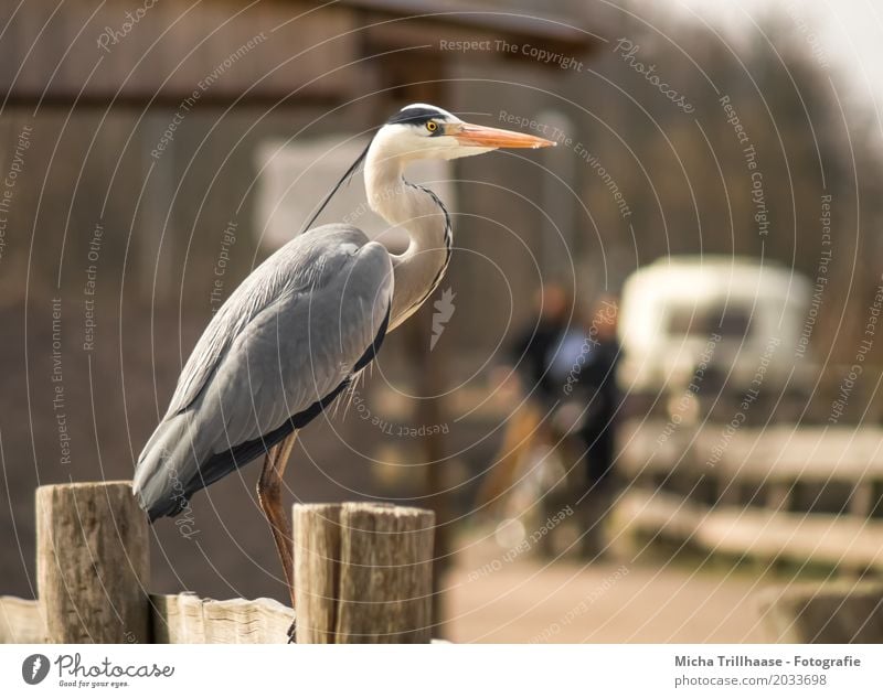 Reiher auf dem Zaun Mensch Frau Erwachsene Mann 2 Tier Sonne Sonnenlicht Schönes Wetter Dorf Haus Hütte Wohnmobil Anhänger Wildtier Vogel Tiergesicht Flügel