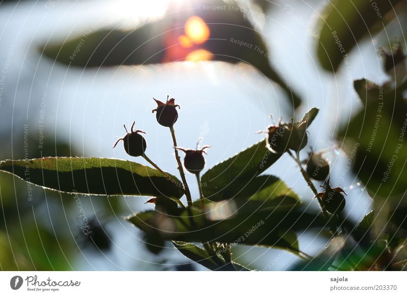 auf den frühling III - verblüht Umwelt Natur Pflanze Blüte Blühend blau grün Blendenfleck Blütenknospen Blatt Farbfoto Außenaufnahme Tag Sonnenlicht Gegenlicht