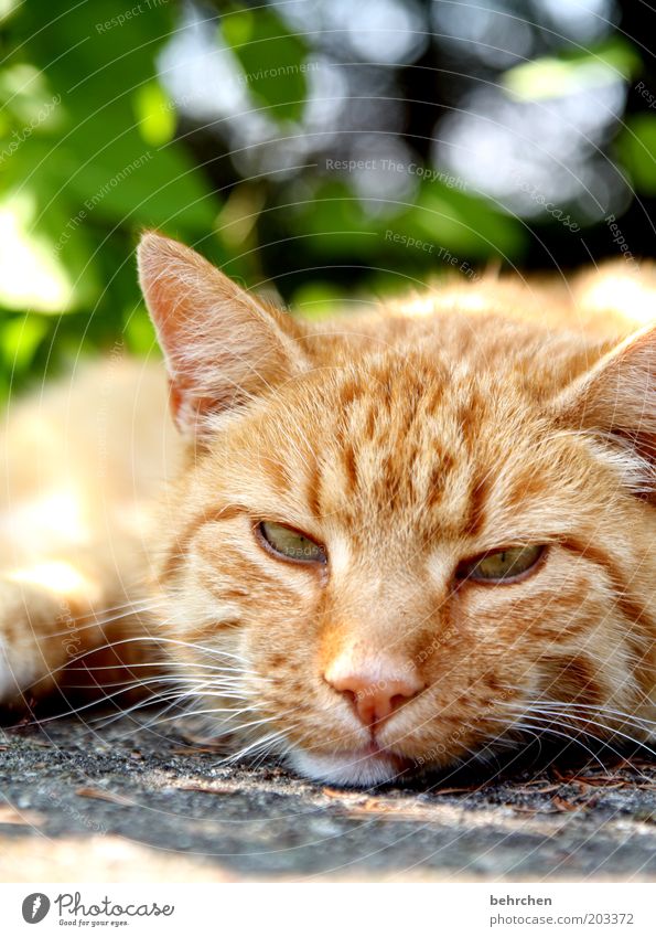 wat willst du denn schon wieder? Tier Haustier Katze Tiergesicht Fell 1 Tierliebe Hauskatze Auge Ohr Nase Schnurrhaar lieblingstier kuschlig faulenzen